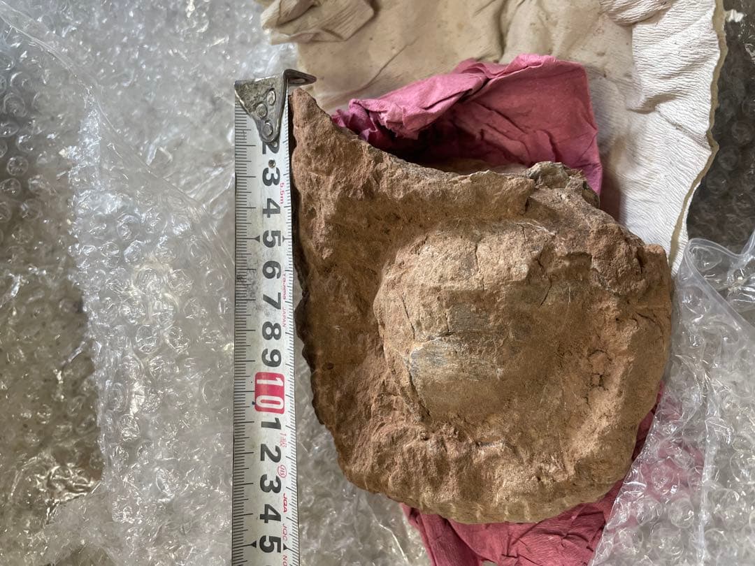 恐竜　化石　卵　たまご　1994年