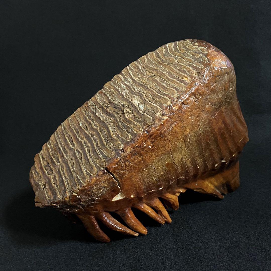 ケナガマンモス　臼歯　化石　コレクション