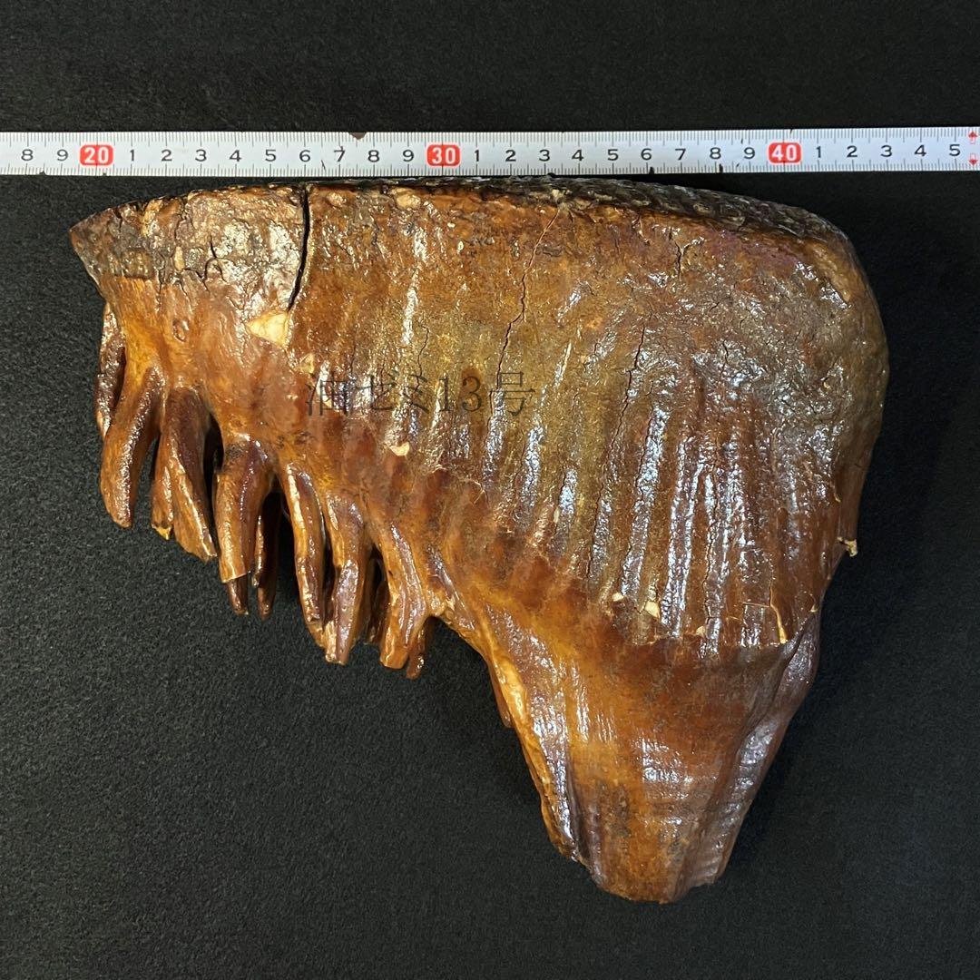 ケナガマンモス　臼歯　化石　コレクション