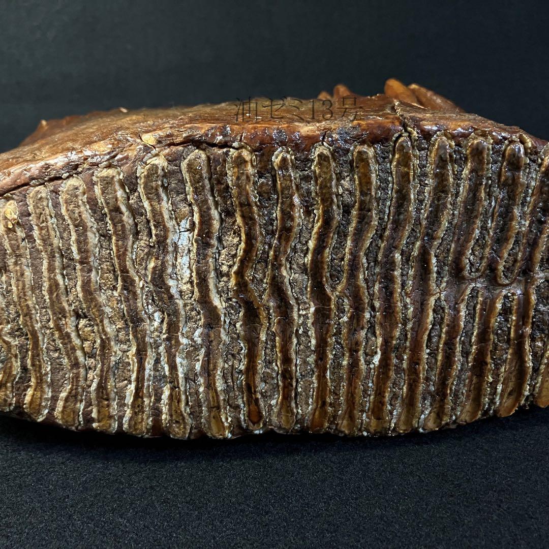 ケナガマンモス　臼歯　化石　コレクション