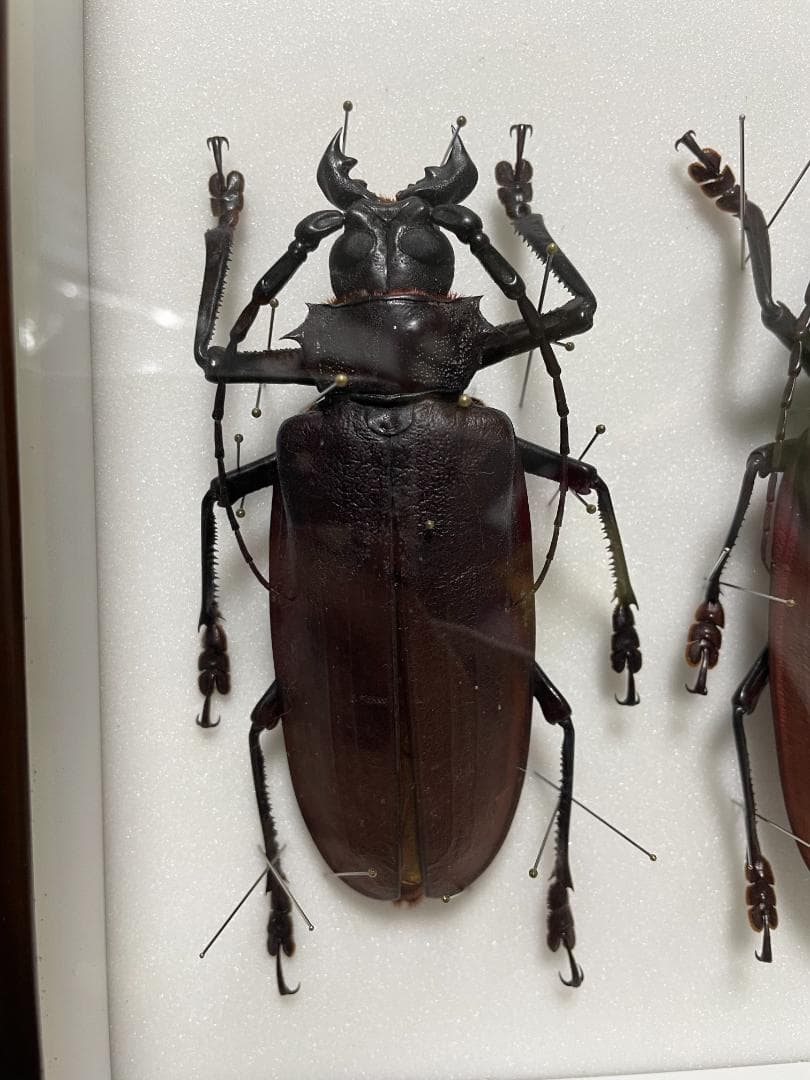 ペルー産　タイタンオオウスバカミキリ　標本