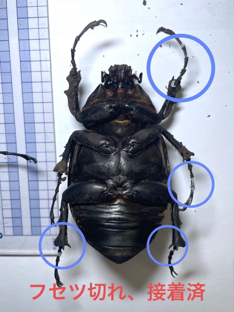レックス(アクティオン)ゾウカブト　標本用　♂118mm ♀82mm