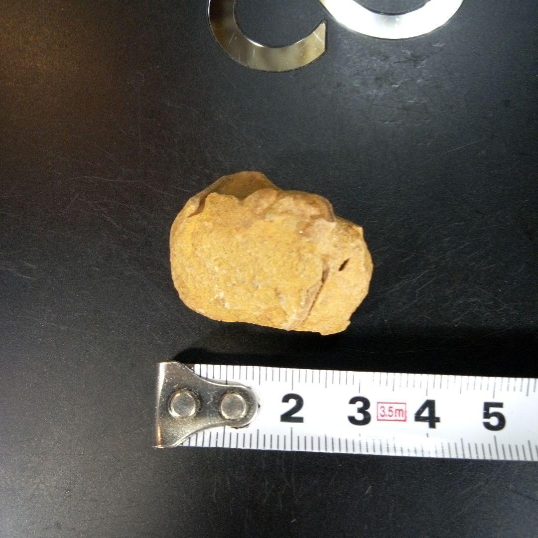 三葉虫　南米産　化石　fossil　ボリビア産　trilobite　南米化石郡⑩