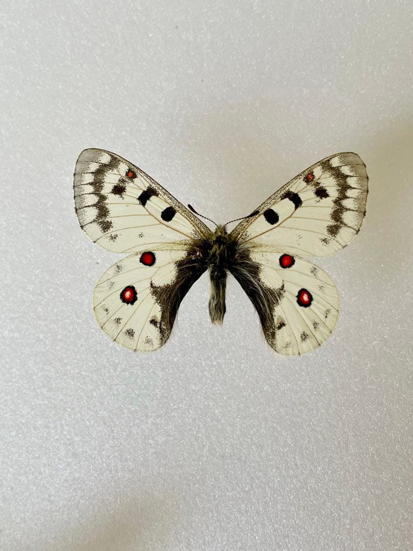 【珍品1ペア】パルナシウス/P.Phoebus golobinus（アラスカ産）