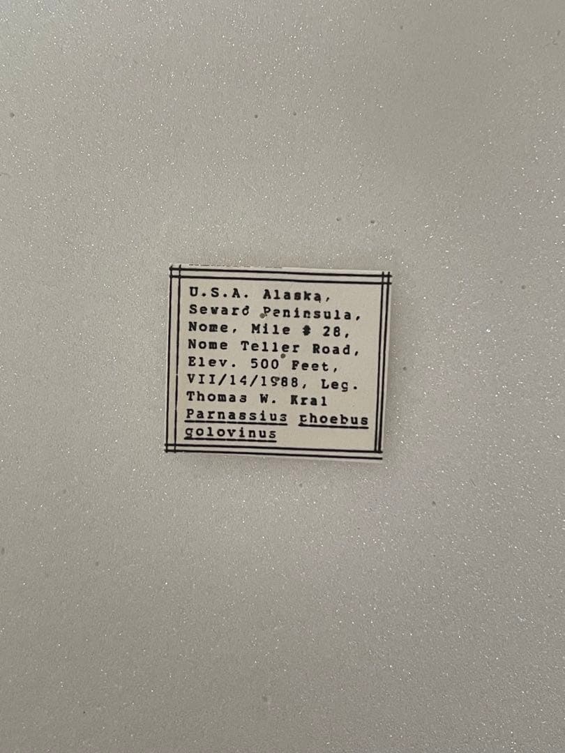【珍品1ペア】パルナシウス/P.Phoebus golobinus（アラスカ産）