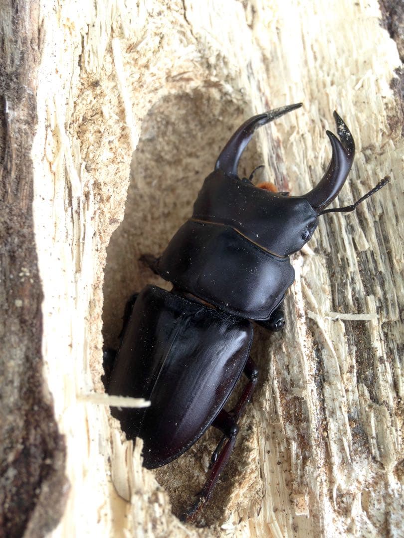 f*t様 オオクワガタ　F0 材割成虫採集個体70.7㎜