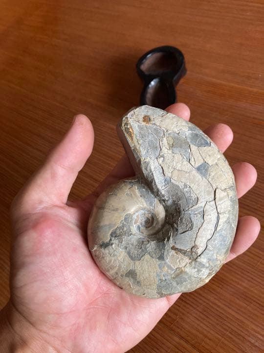 北海道　アンモナイト　羽幌　化石　/三葉虫　恐竜　釣り　インテリア　家具