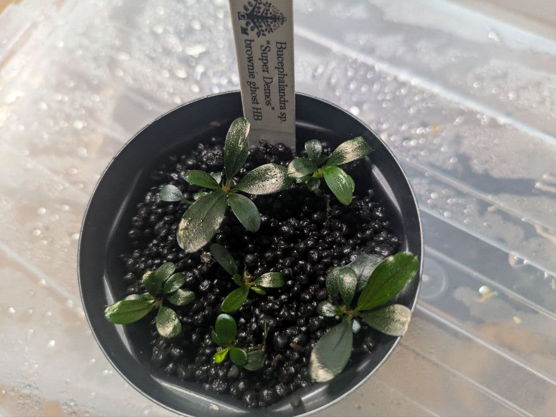 しーん　Bucephalandra sp.Super Demos