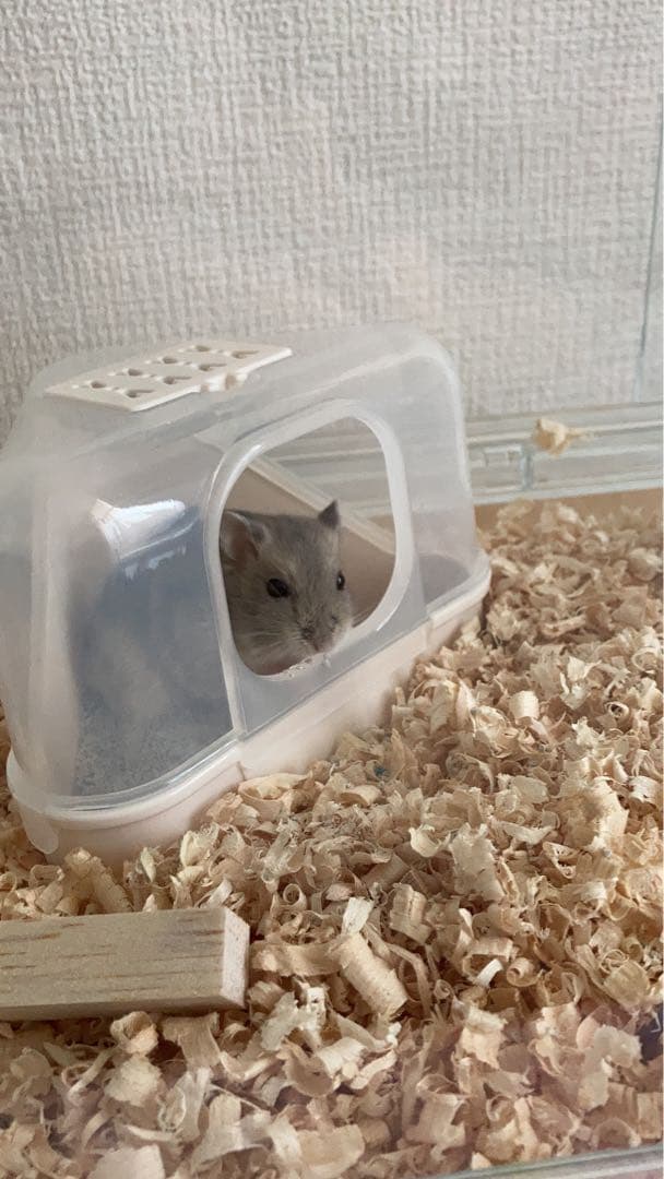 GEX Glass Harmony マルチ600 ケージ ＋飼育セット　暖房