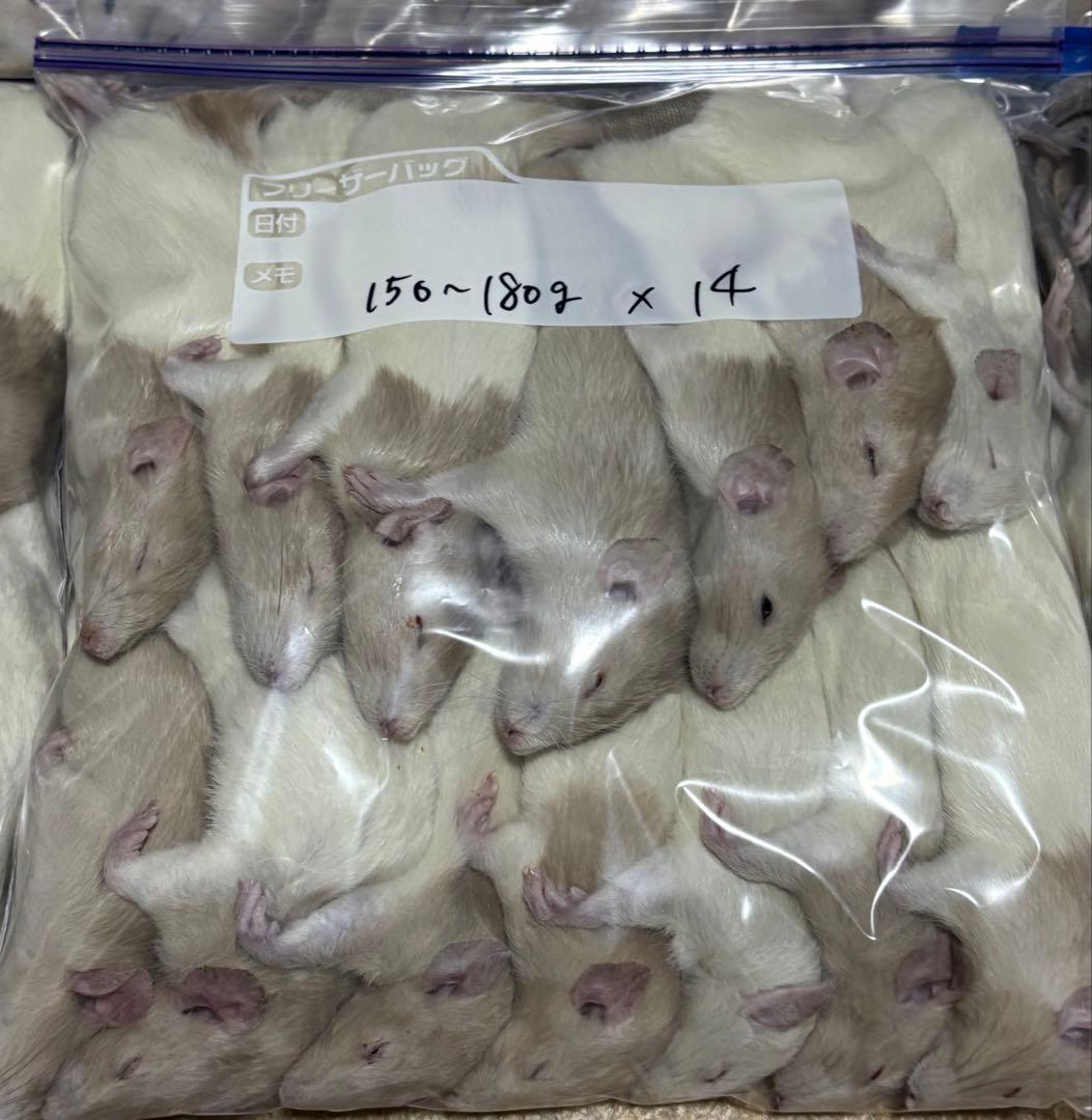 ラット　冷凍　75匹　70〜270gミックス