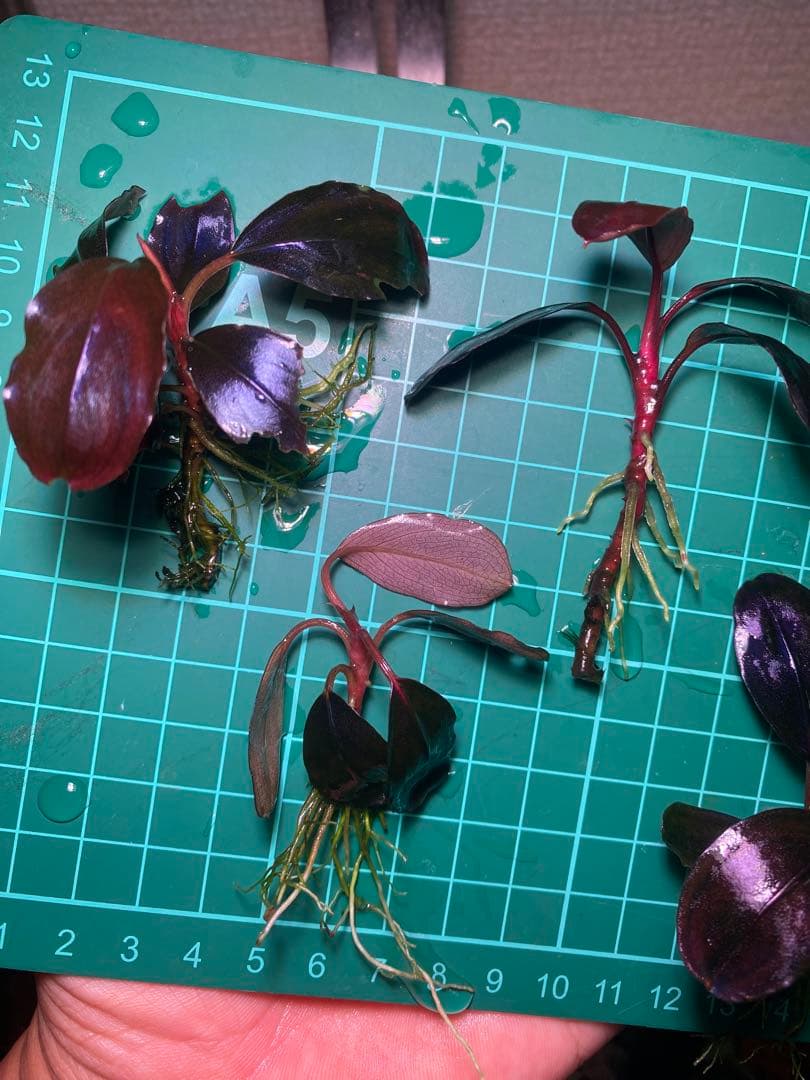 ひ*ろ様 Bucephalandra sp. Violet Bolsom 5株