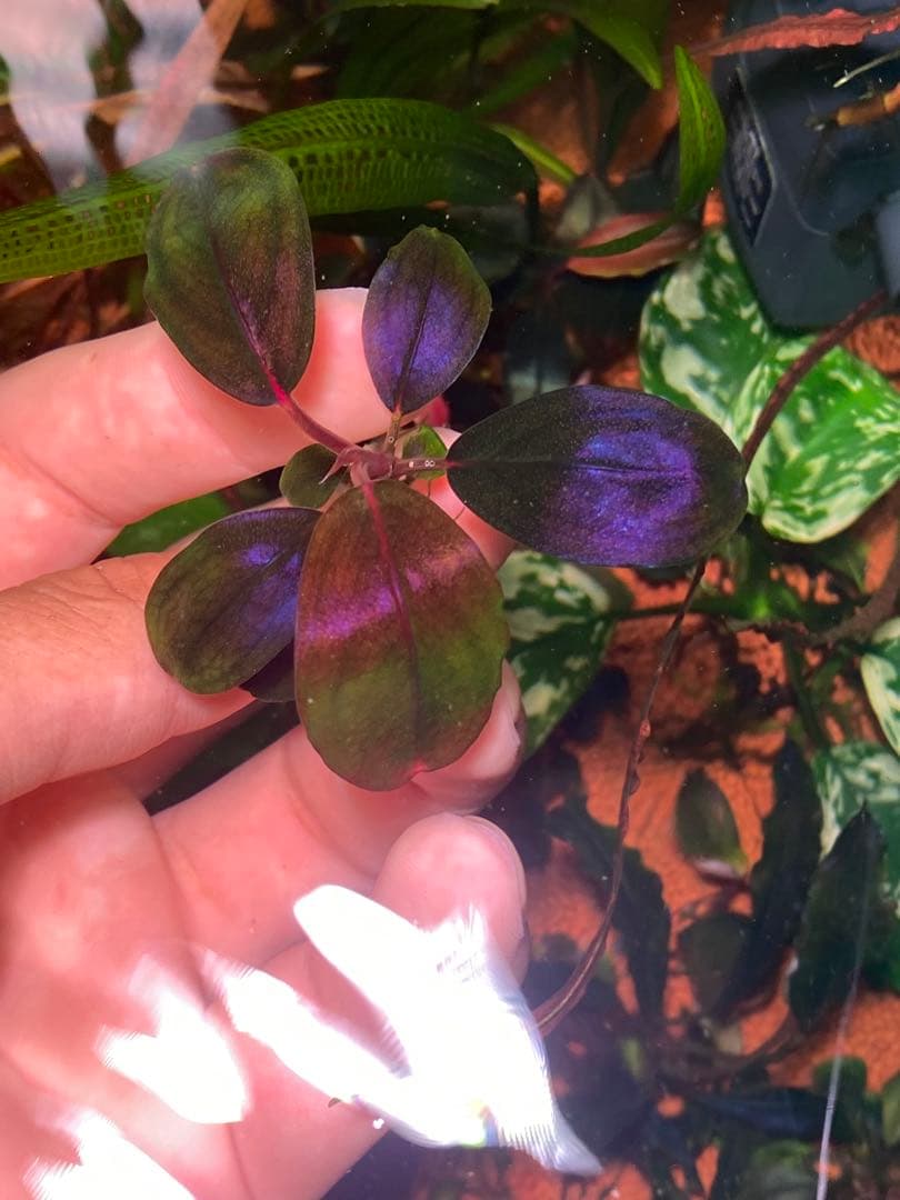 ひ*ろ様 Bucephalandra sp. Violet Bolsom 5株