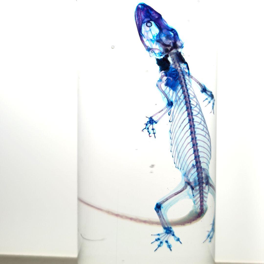 極美品【1点物】透明骨格標本ヒラオヤモリ① 約10cm