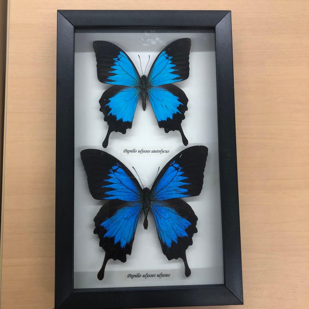 幸せ蝶々の標本。