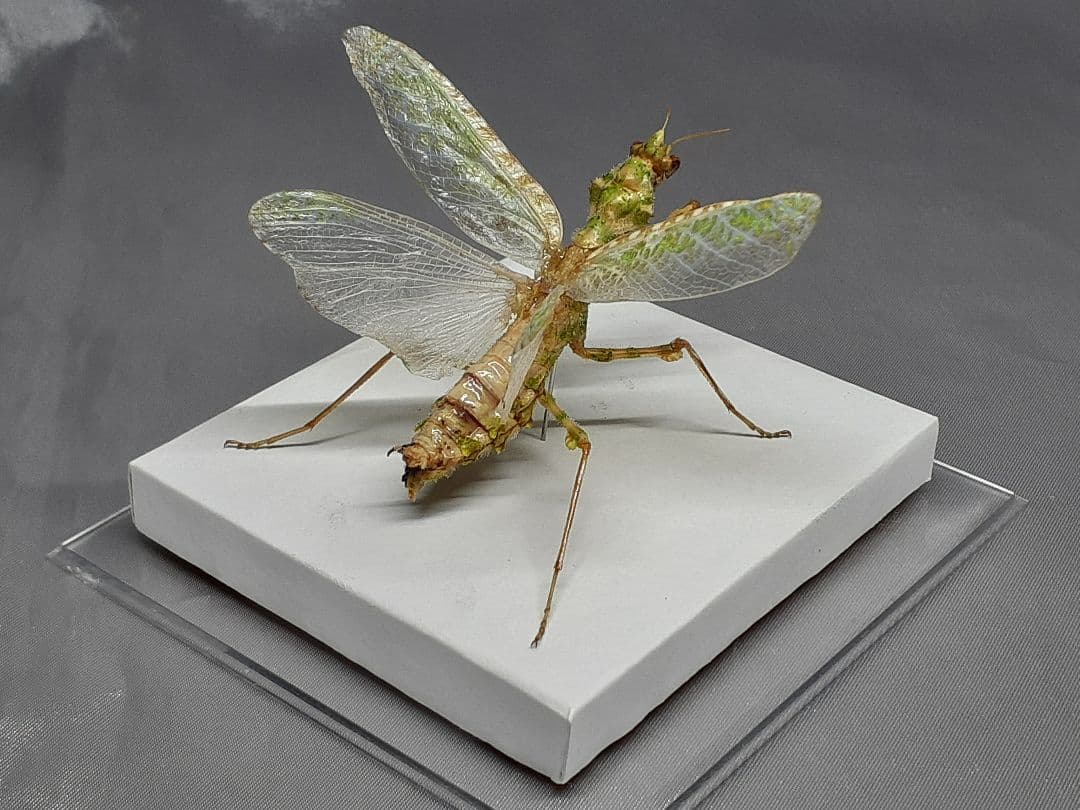 アザミカマキリ雌　立体標本