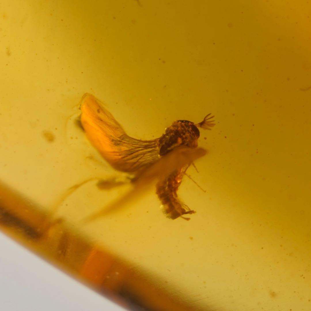 レア極上品TT0000虫入り琥珀化石非常に珍しい Strepsiptera