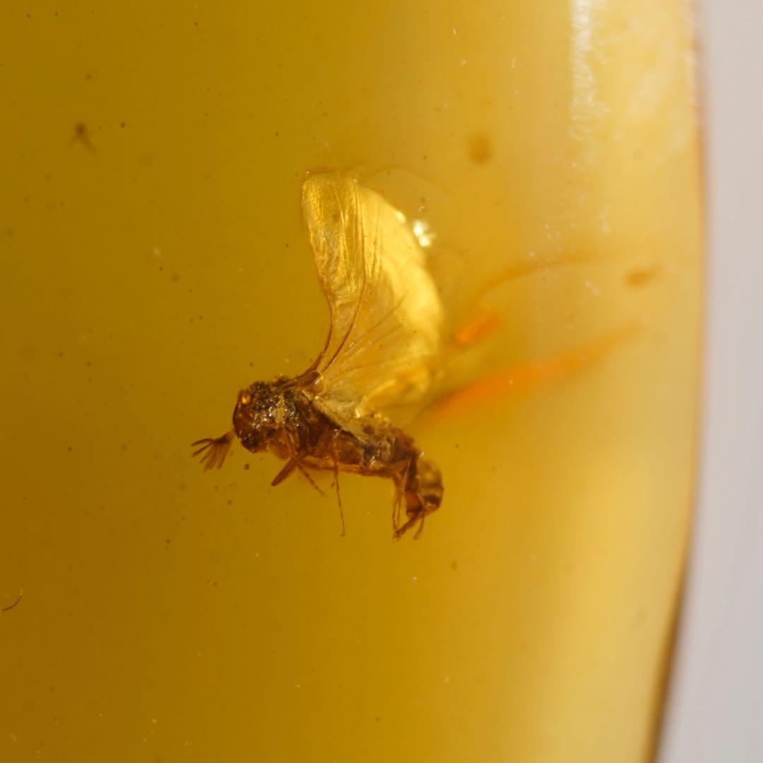 レア極上品TT0000虫入り琥珀化石非常に珍しい Strepsiptera