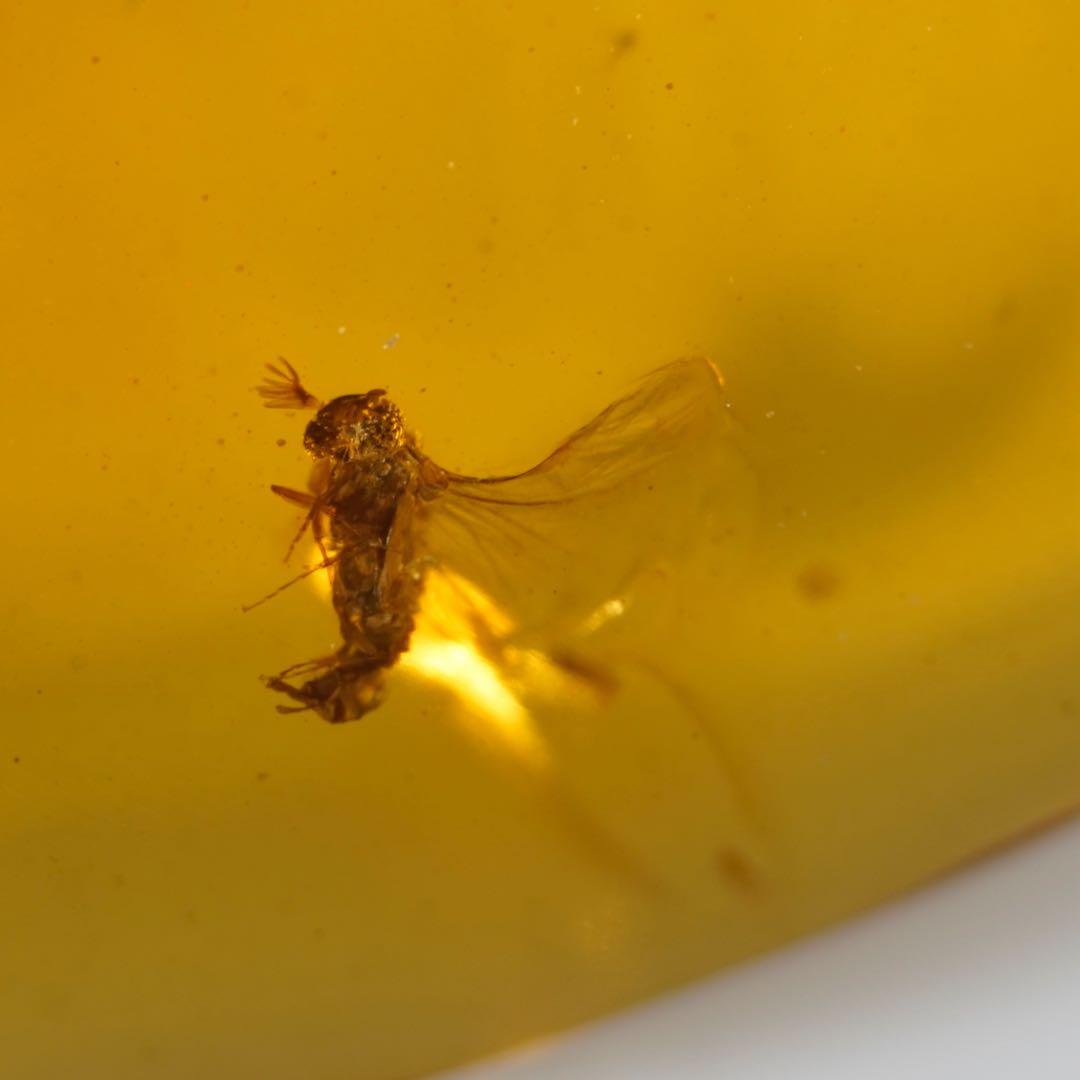 レア極上品TT0000虫入り琥珀化石非常に珍しい Strepsiptera