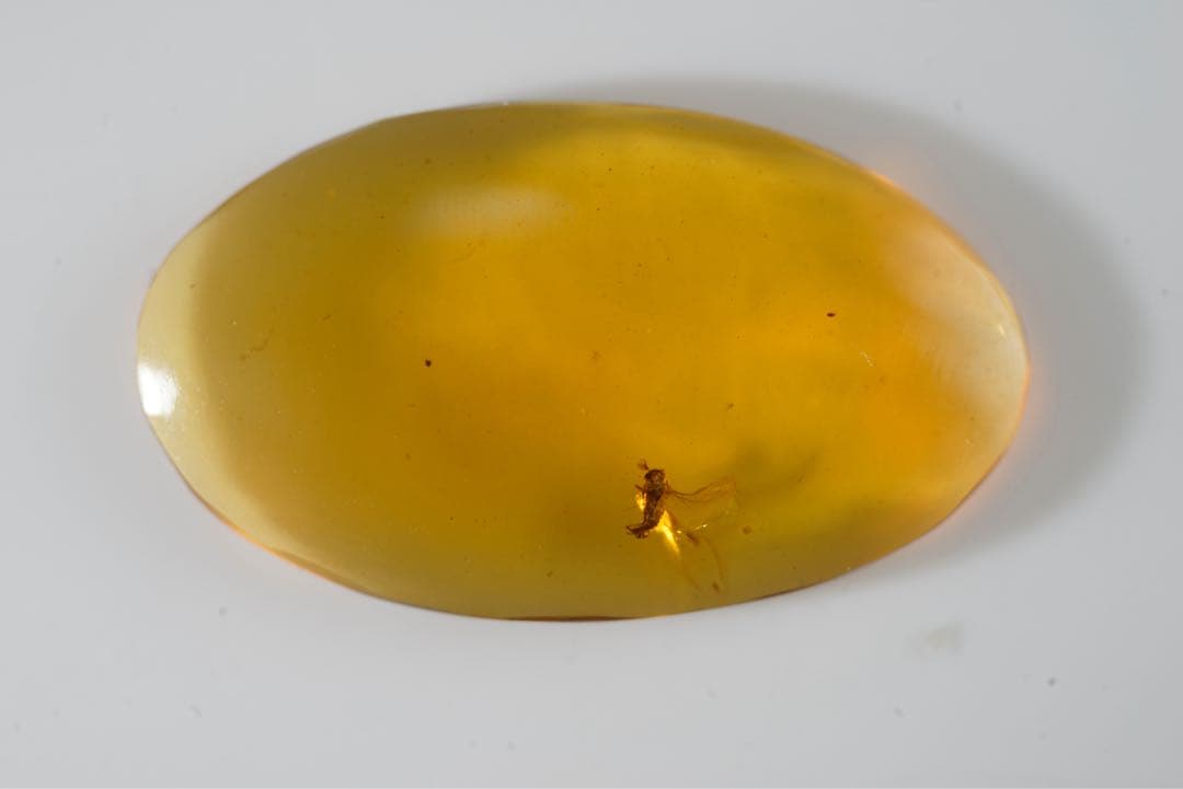 レア極上品TT0000虫入り琥珀化石非常に珍しい Strepsiptera