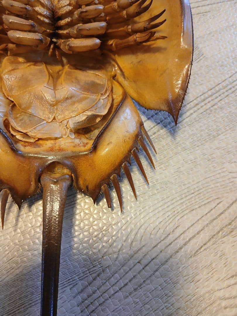 野生　カブトガニ脱皮殻　約３８センチ