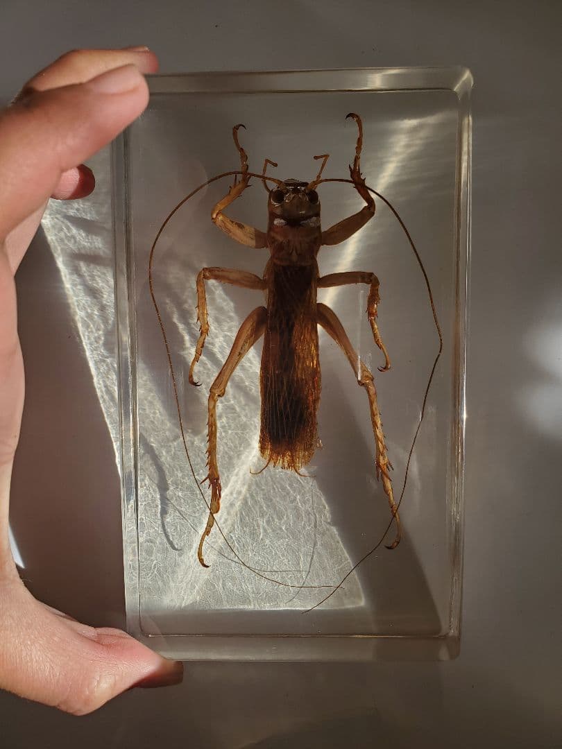 オバケコロギス樹脂標本