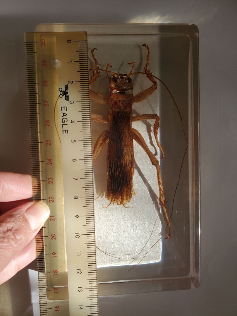 オバケコロギス樹脂標本