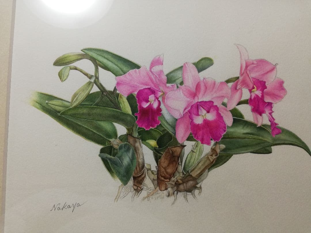 水彩絵画『カトレア』中谷道江作