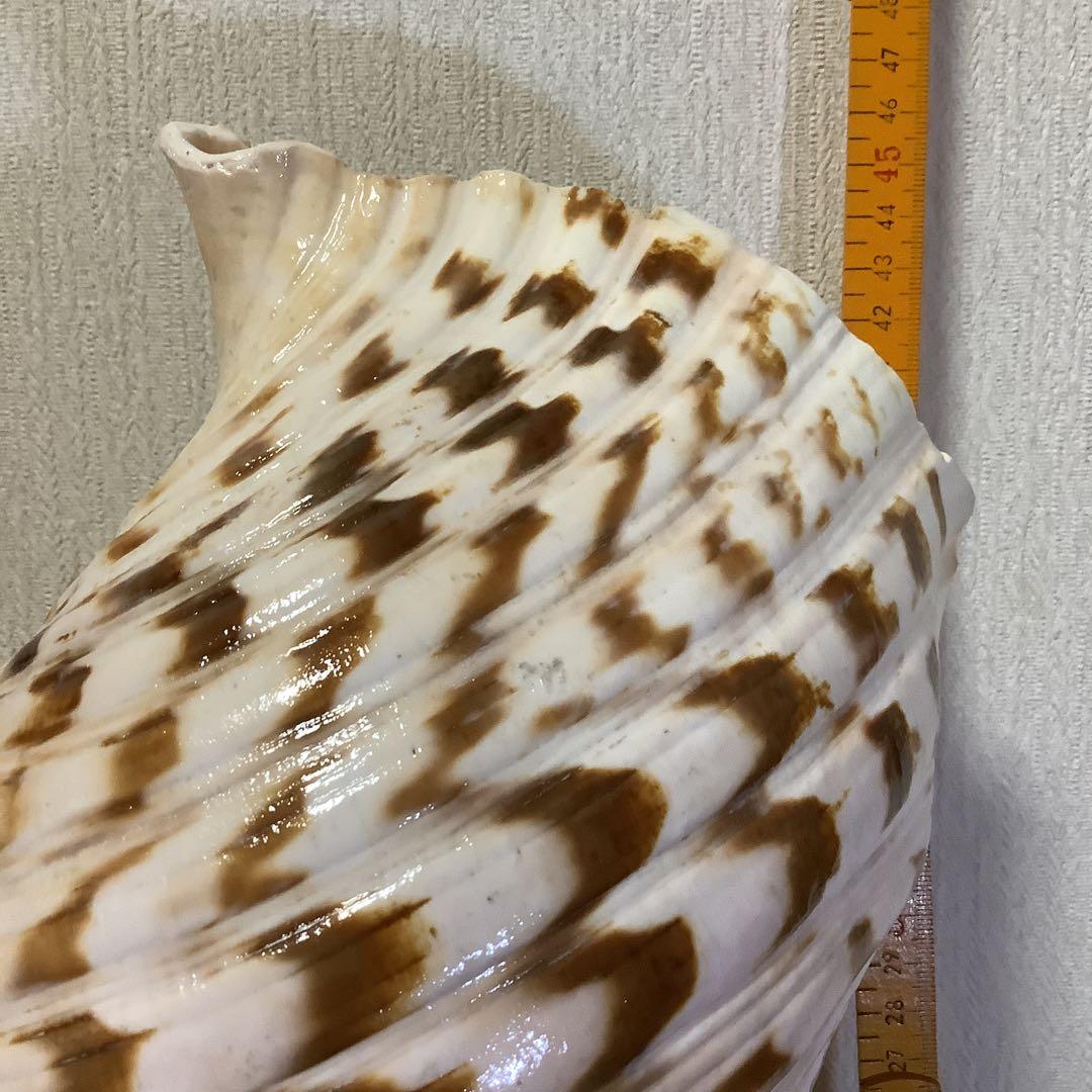 ヤフメリ31・法螺貝・山伏・修験者・金峯山・羽黒山・戦国武将・縁起物・安全登山