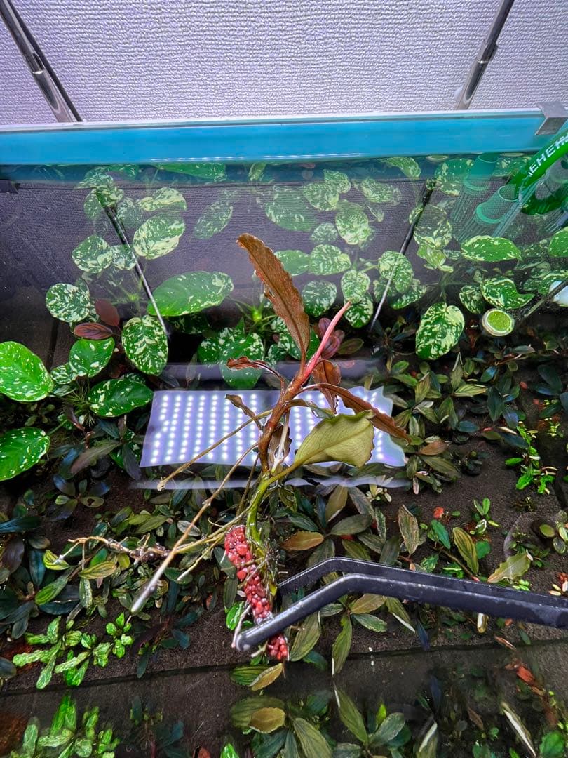 ブセファランドラｓｐ. ピンクバリエガータい斑入り 水中葉