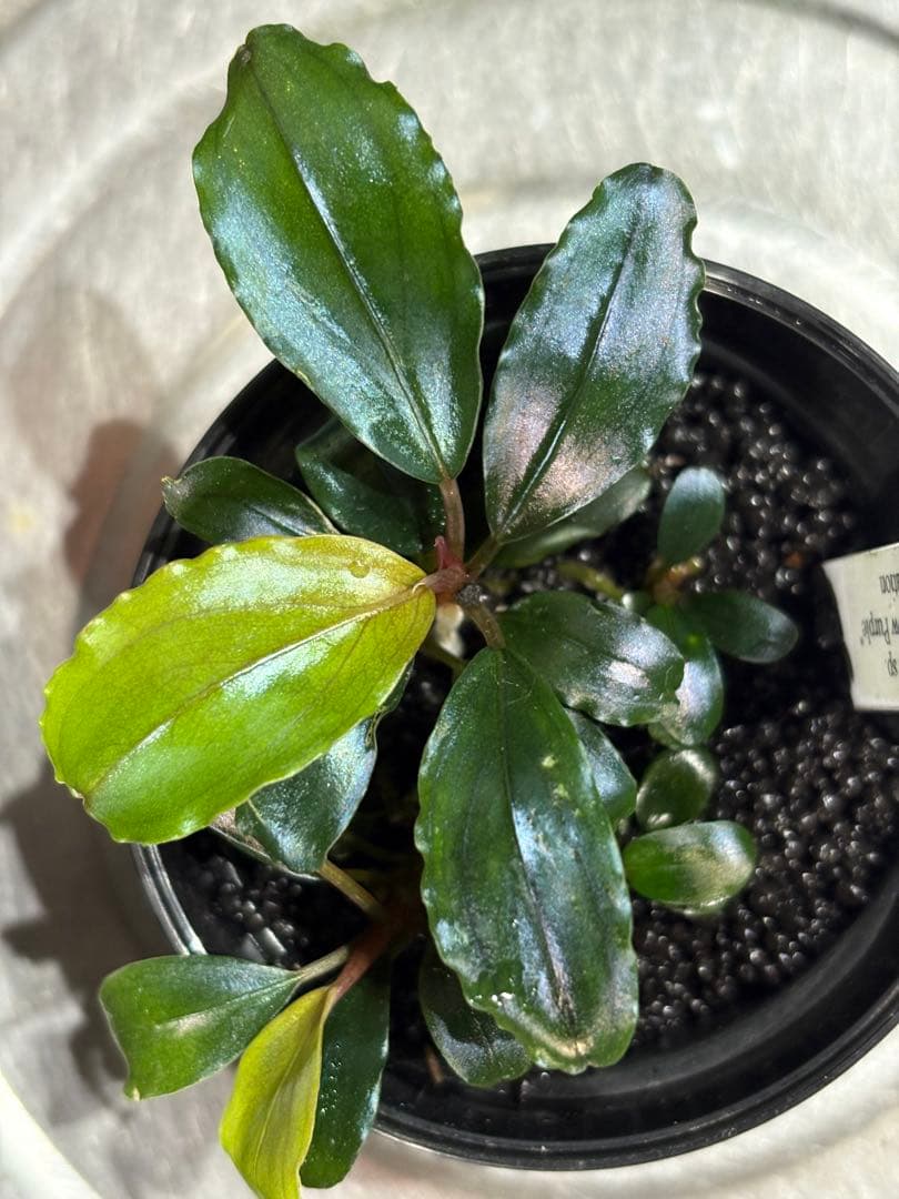 水草 Bucephalandra sp.King rainbow purple