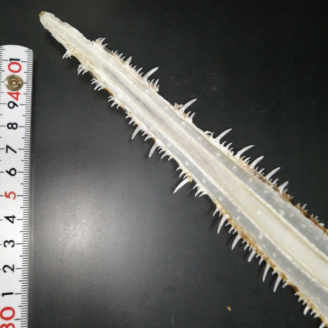 ノコギリザメ　乾燥標本　顎歯　S3