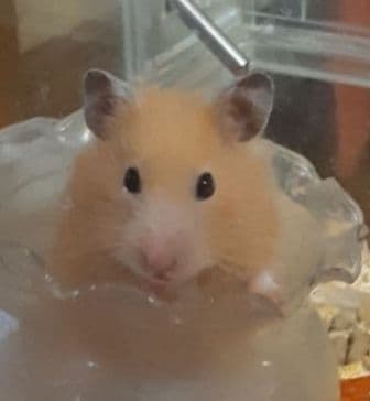 羊毛フェルト　キンクマハムスター