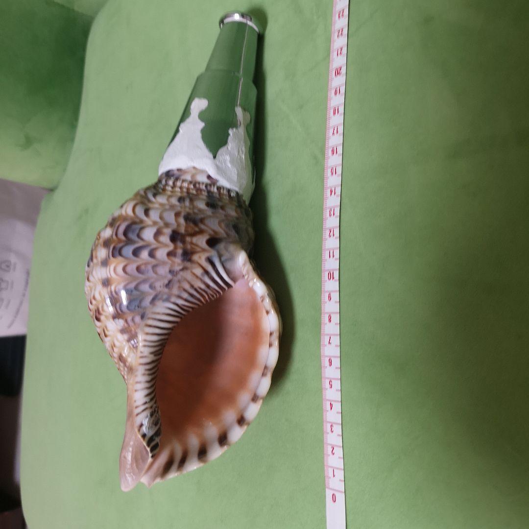 法螺貝　ホラ貝　クリスマス　プレゼント