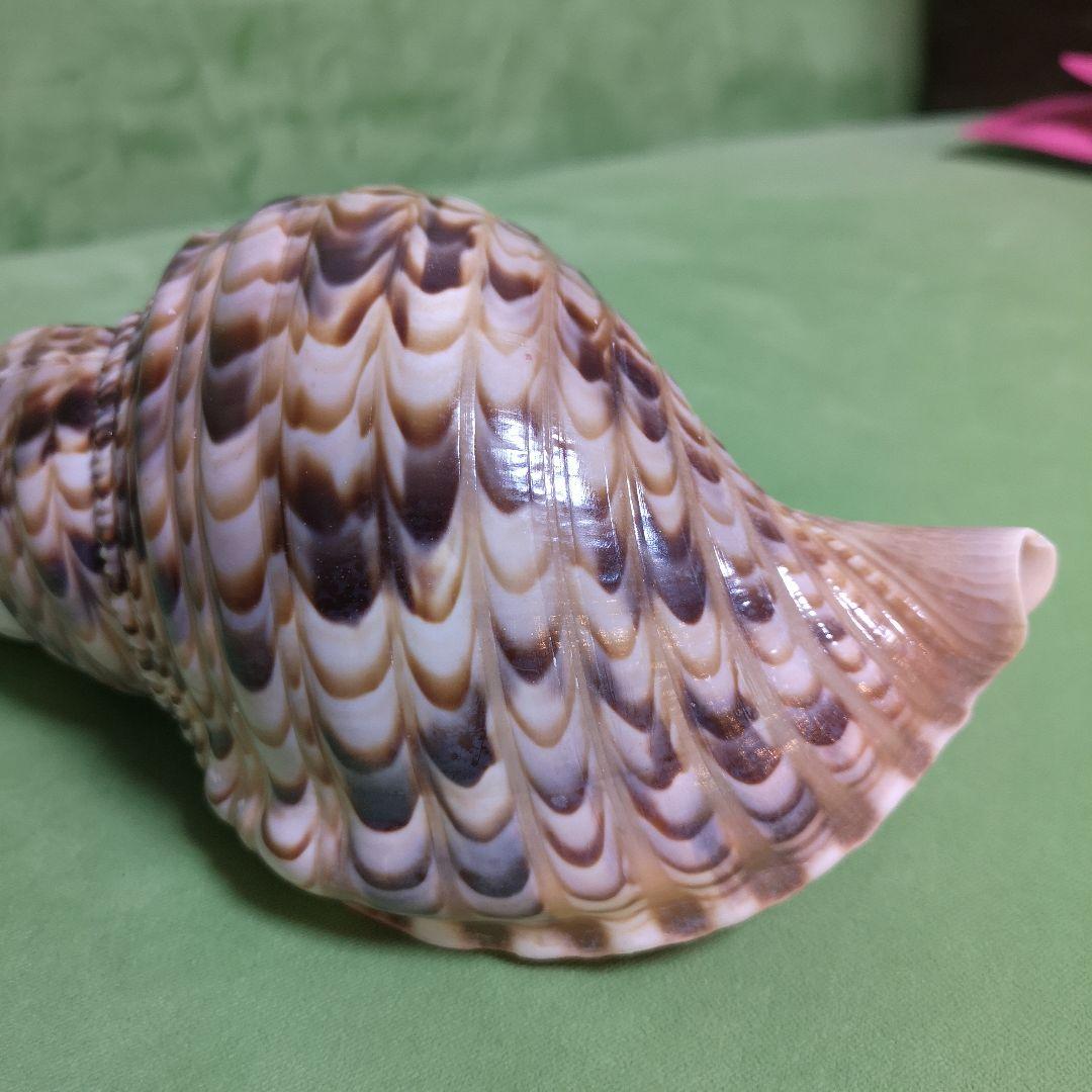 法螺貝　ホラ貝　クリスマス　プレゼント