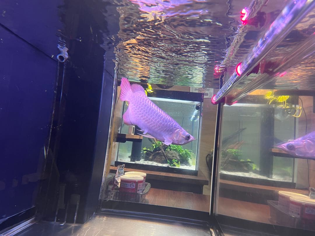 週末セール❗️アロワナ　マインLEDライト　120㎝水槽用