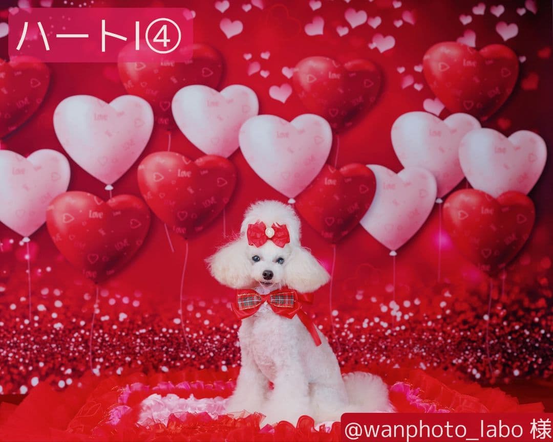 背景布　【　ハートH　】　サンプル　バレンタイン、ニューボーンなど♪