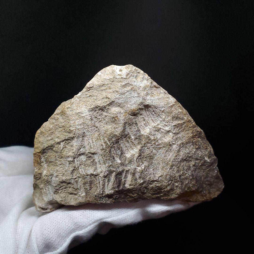 博物館級 トロペオグナトゥス 化石 上顎 恐竜 本物 83.53mm fr73