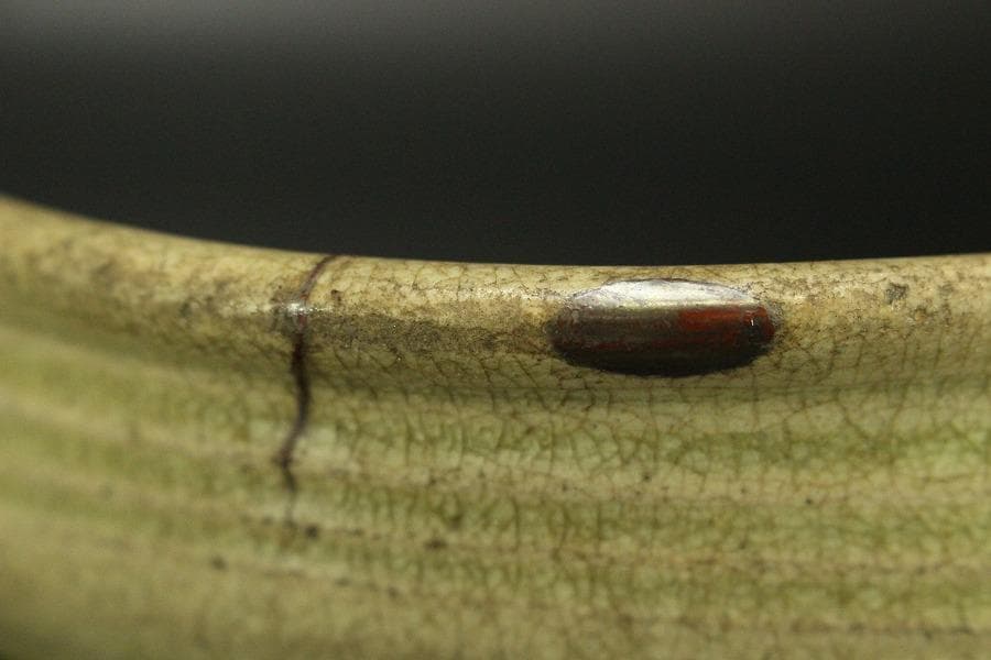 黄瀬戸 梅型 鉢 古美術(ZE569)