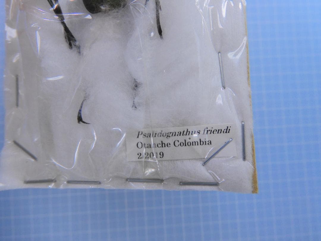 コロンビア産　ルリオニカミキリ　61mm