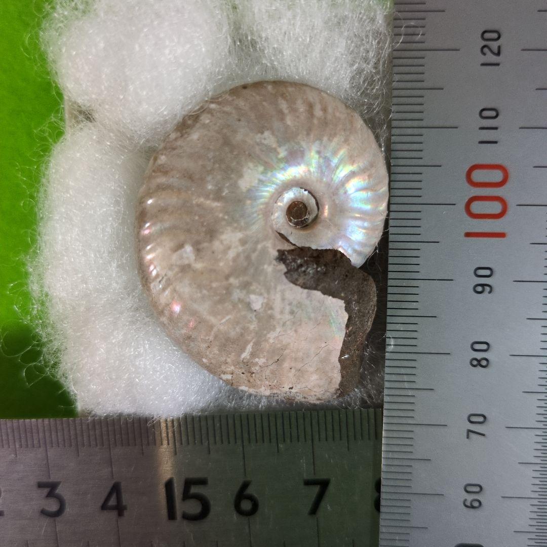 イグアノドンの化石　アンモナイトの化石