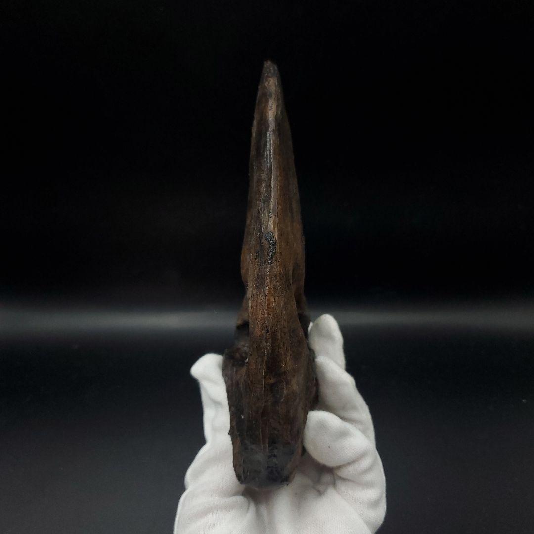 アロサウルス 爪 化石 レプリカ 約171.62mm  arr17
