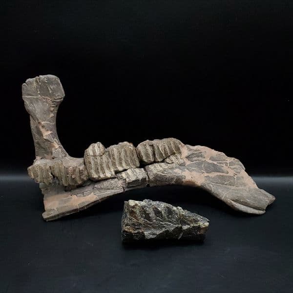 博物館級 ヒパクロサウルス 顎 化石 恐竜 本物 175.67mm fr27