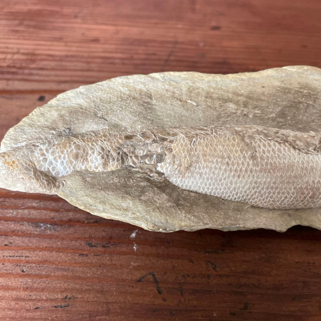 魚　化石　古代魚