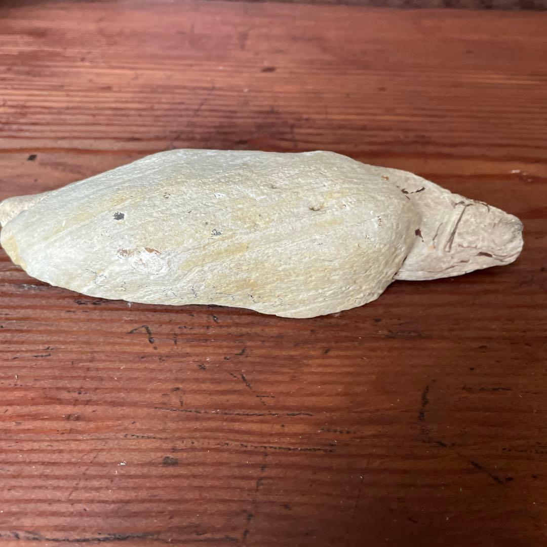 魚　化石　古代魚