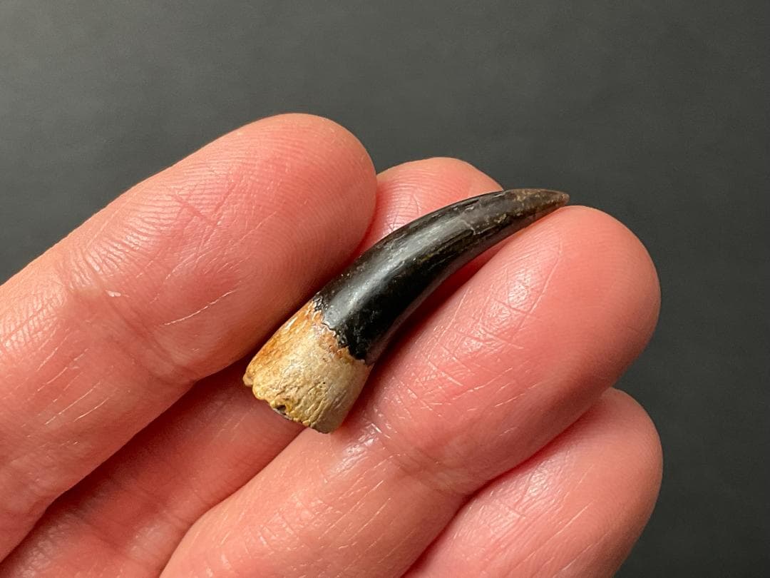 恐竜の歯 [DS361] エラスモサウルス 化石 超希少 レア