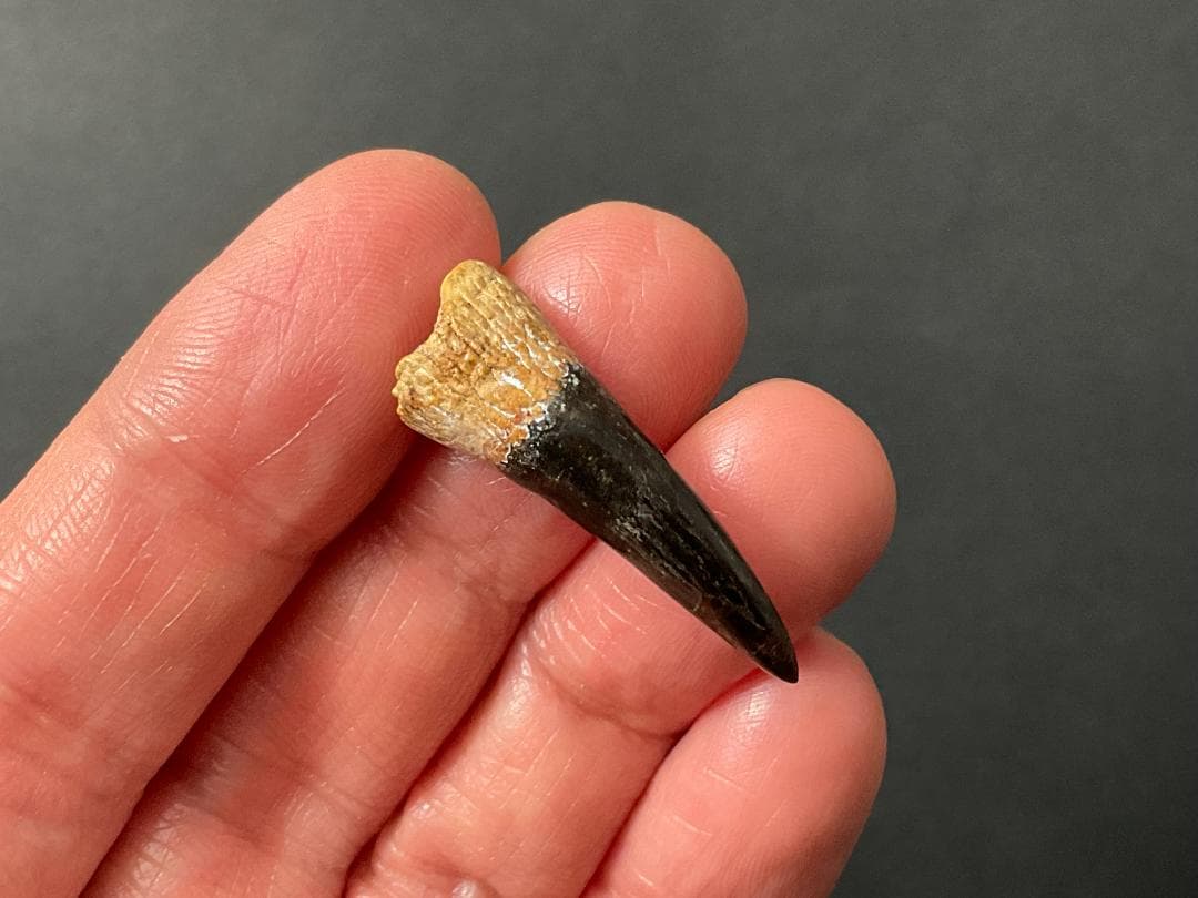 恐竜の歯 [DS361] エラスモサウルス 化石 超希少 レア