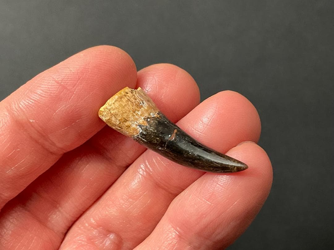 恐竜の歯 [DS361] エラスモサウルス 化石 超希少 レア