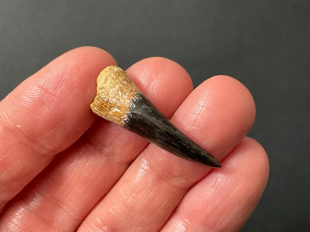 恐竜の歯 [DS361] エラスモサウルス 化石 超希少 レア