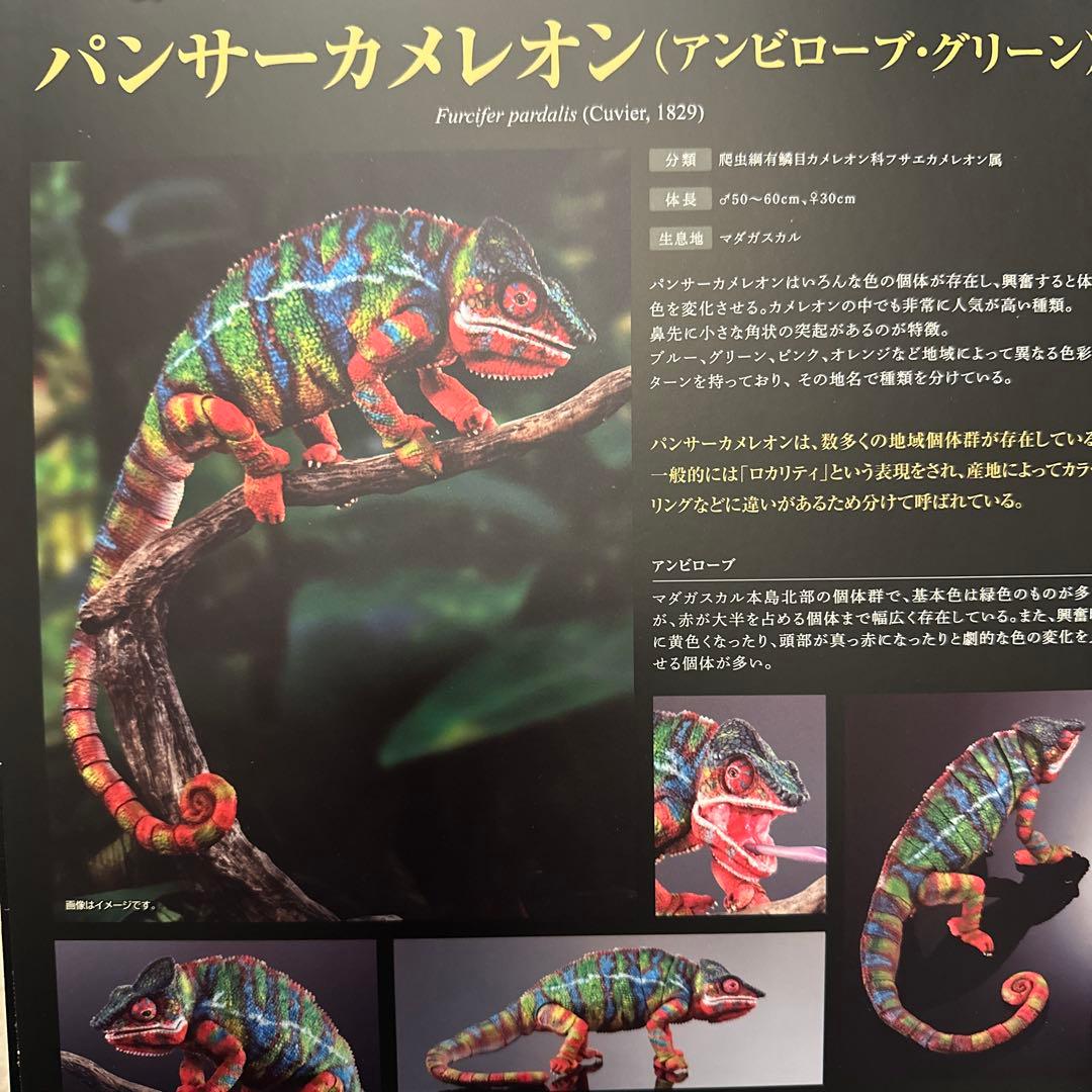 いきもの大図鑑プレミアム　パンサーカメレオン（アンビローブ・グリーン）