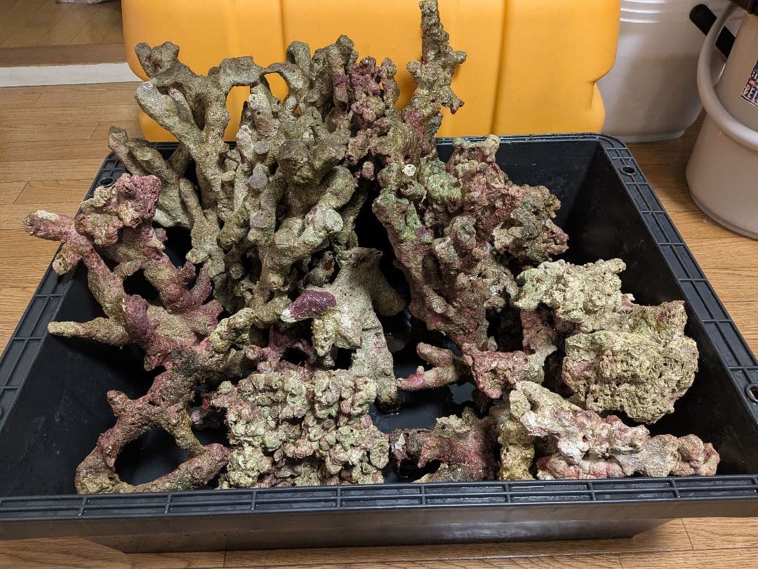 天然ライブロック　枝状含む15キロ以上